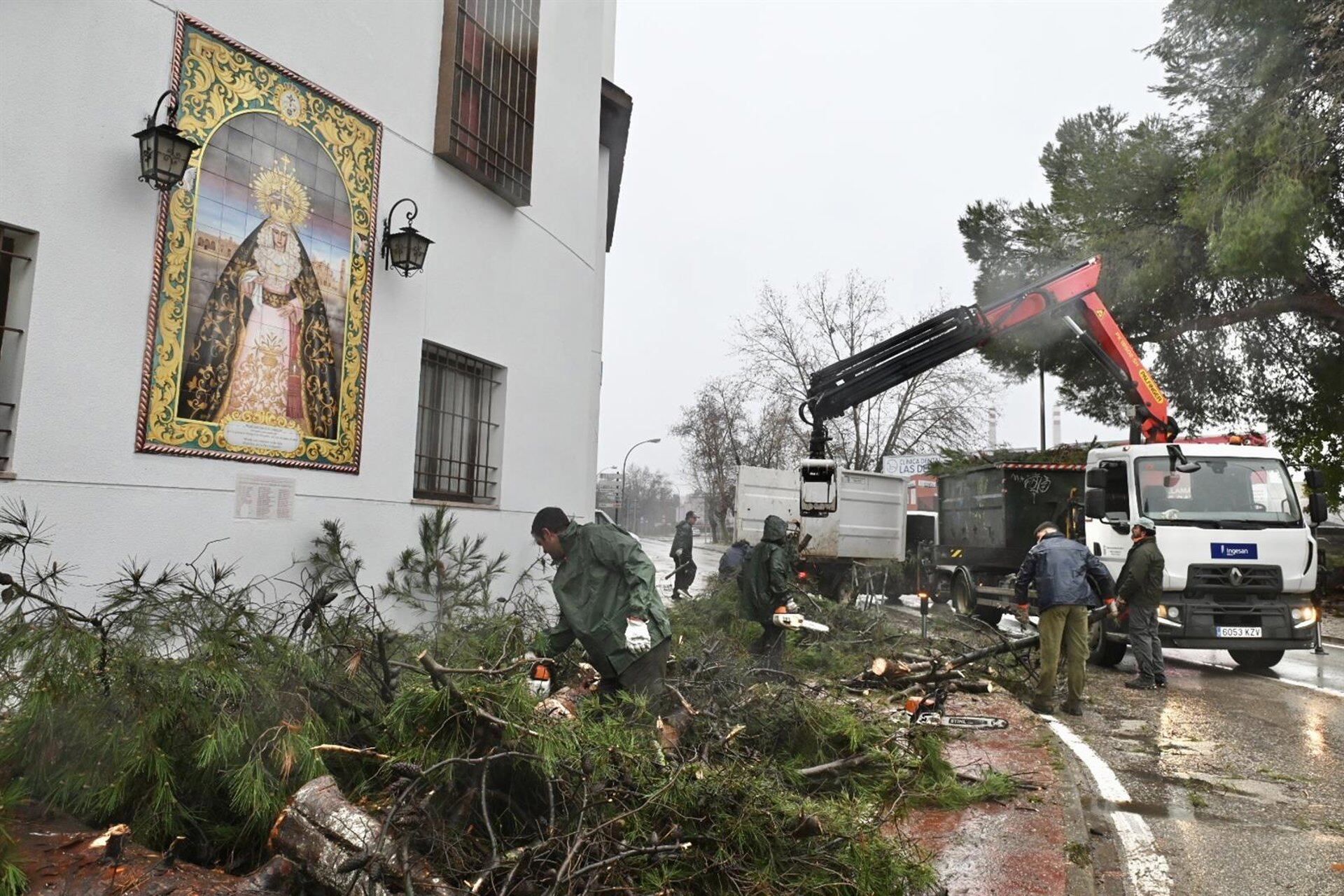 Uno de los árboles afectados por el paso de la borrasca Kristin en Jerez