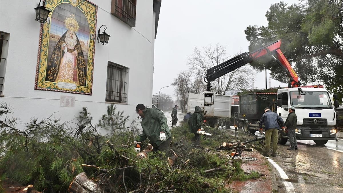 La borrasca 'Kristin' deja 135 árboles dañados en Jerez