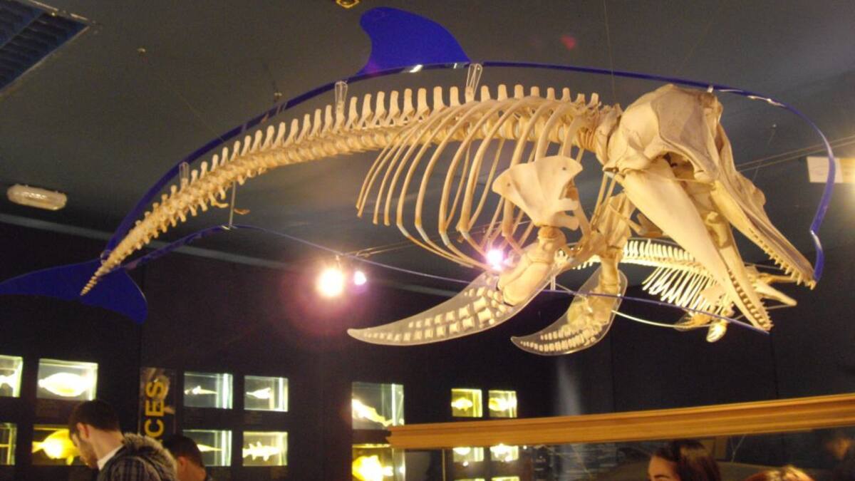 "No se cree que hay este tipo de animales en esta zona"