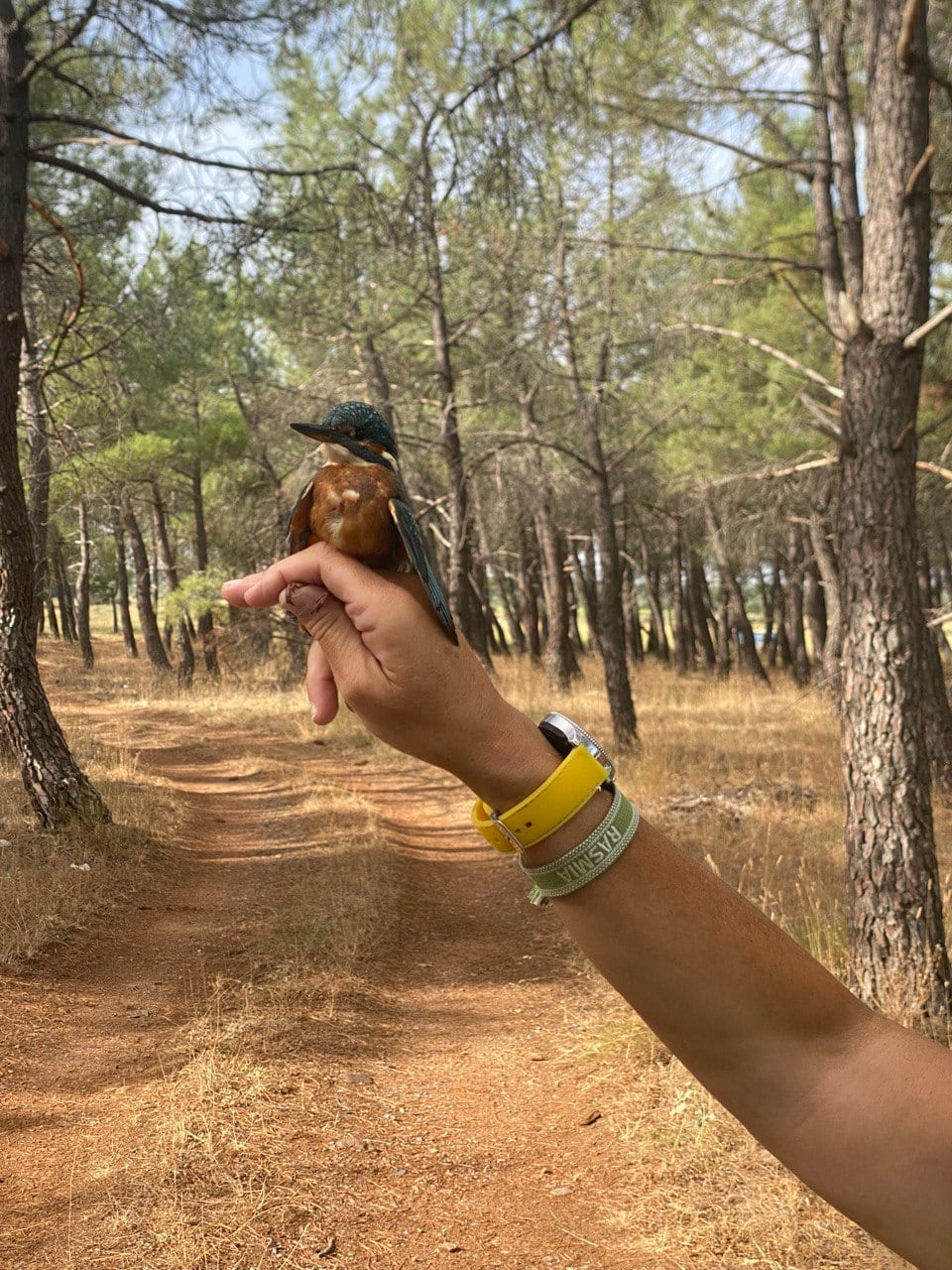 Anillamiento de un martín pescador en las jornadas de Fuentecantos (Soria).