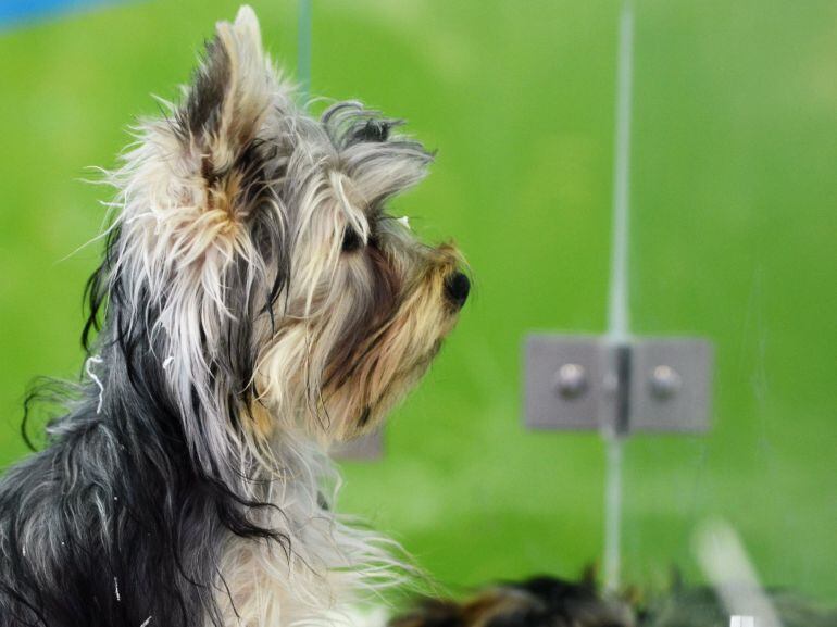 Imagen de un cachorro.