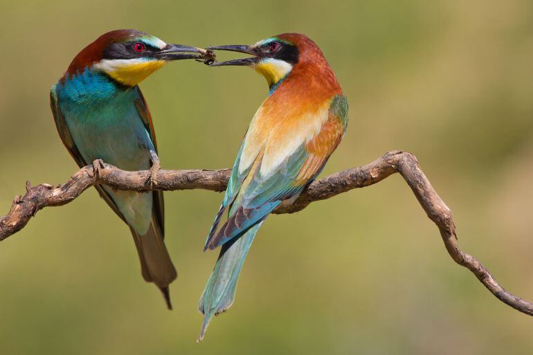 Pareja de abejarucos