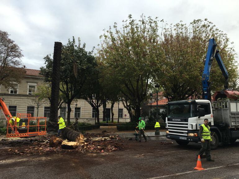 Imagen de archivo de operarios talando y retirando los restos de palmeras afectadas por el escarabajo picudo rojo (Rhynchophorus ferrugineus) en la calle Arenal de Vigo