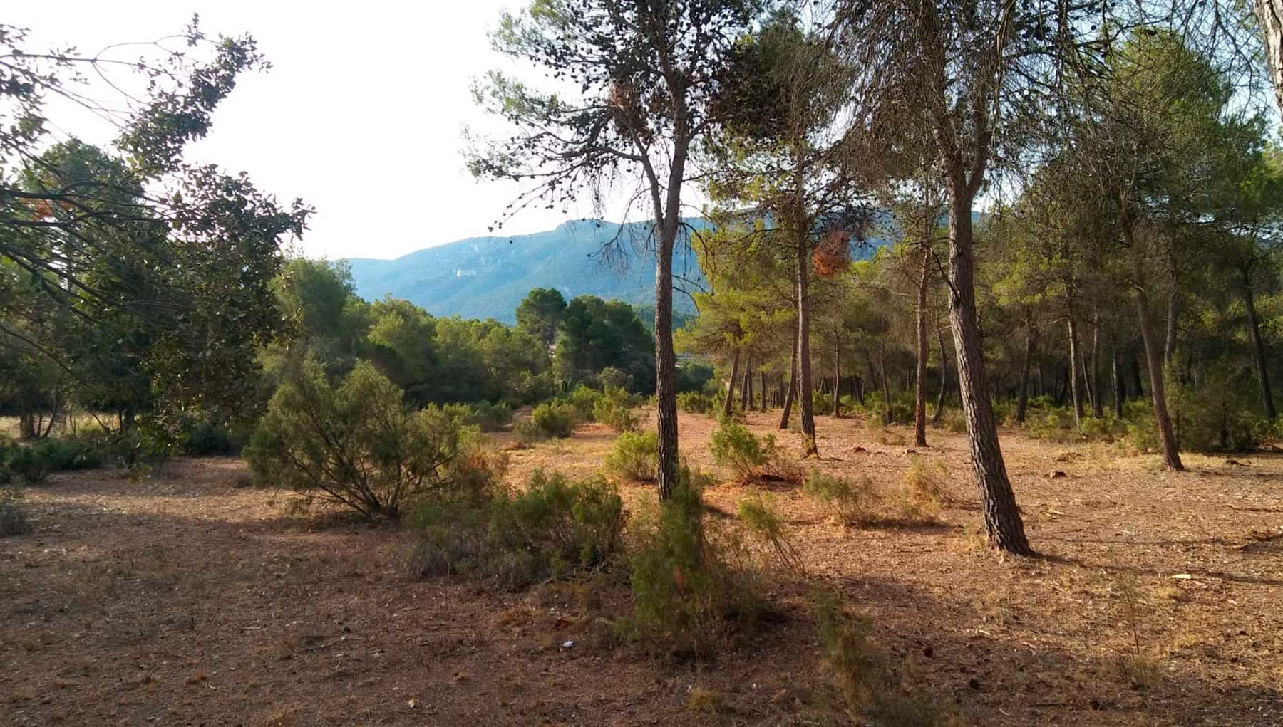 Imagen del paraje donde se va actuar cerca del Mas dels Capellans y el Mas del Pla