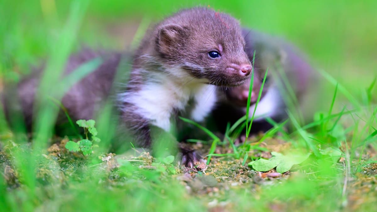 El Guardabosques: La Garduña