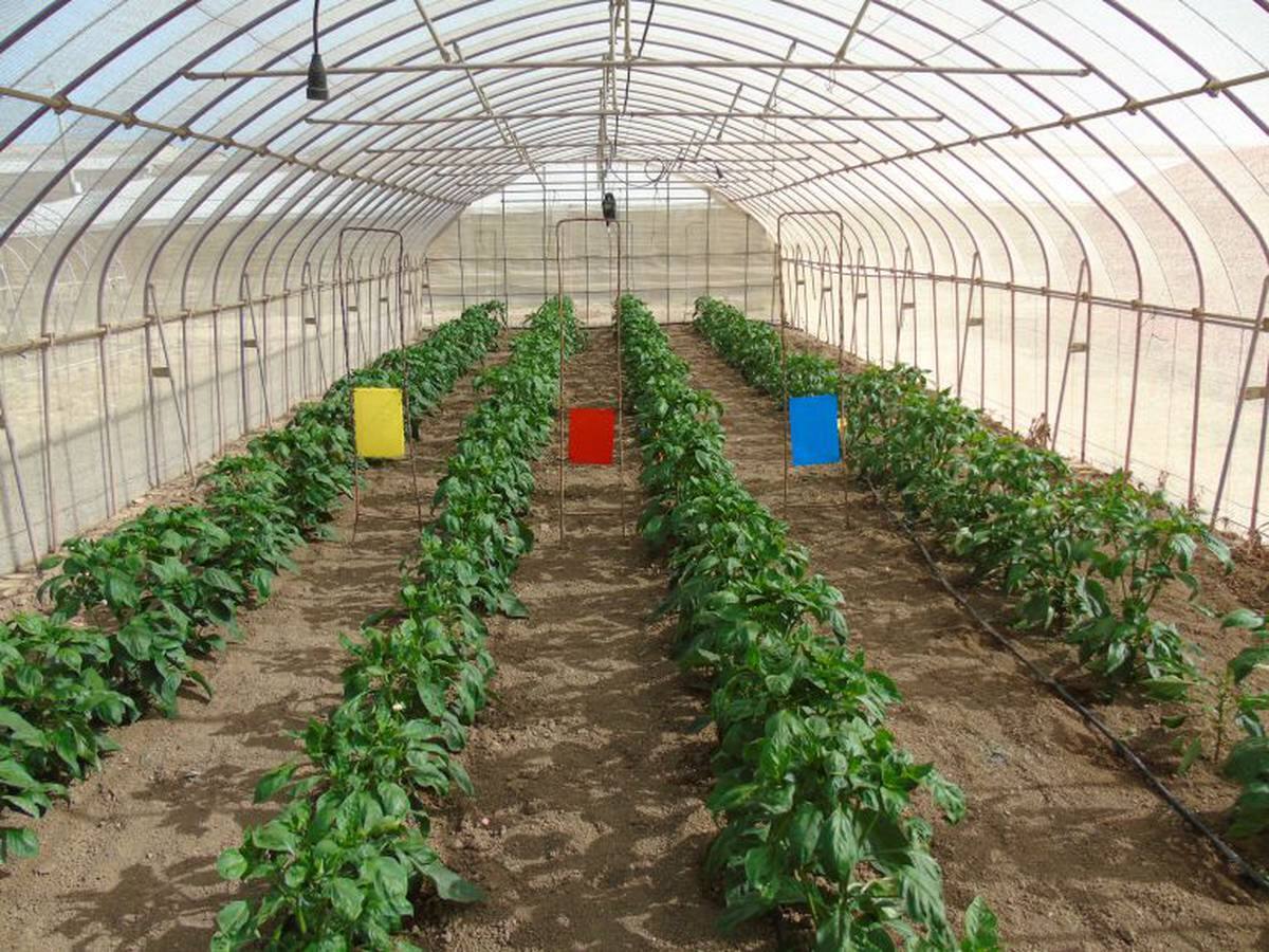 Investigan en Málaga la adaptación de algunas variedades frutales al aumento de las temperaturas en invierno