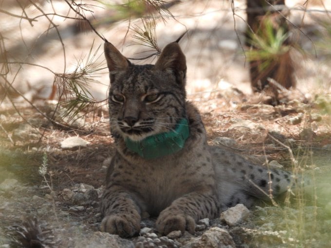 Tiko, el lince ibérico fallecido en Lorca