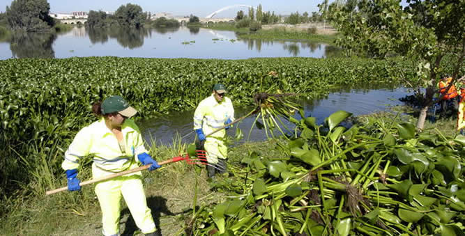 Jacinto de agua o Camalote, tienen la capacidad de cubrir la superficie de los ríos formando una especie de alfombra que impide el paso de la luz, afectando a la vida subacuática.