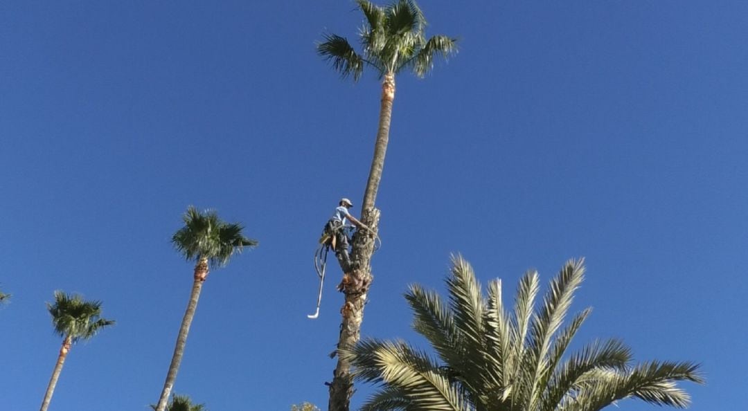 Palmerero sube a podar una palmera