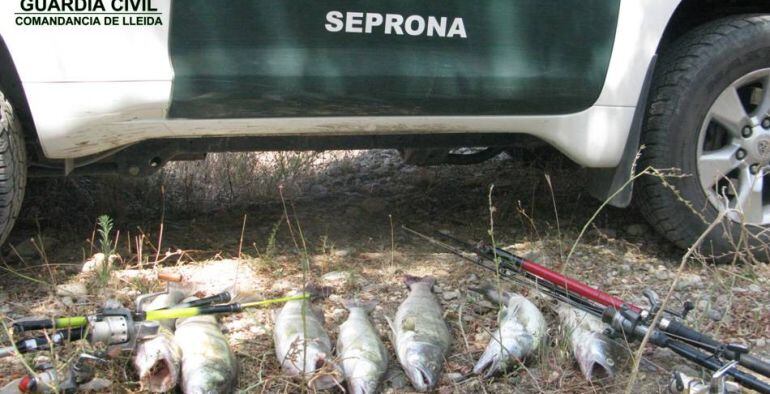 La imatge correspon a espècies pescades de forma il.legal aquest cap de setmana i comissades pel Seprona.