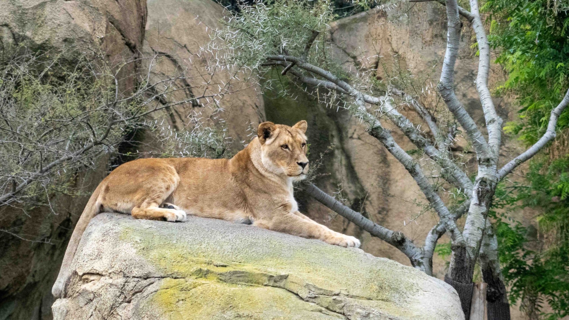 Muere Luana, la leona “viejecita y juguetona” de BIOPARC Valencia