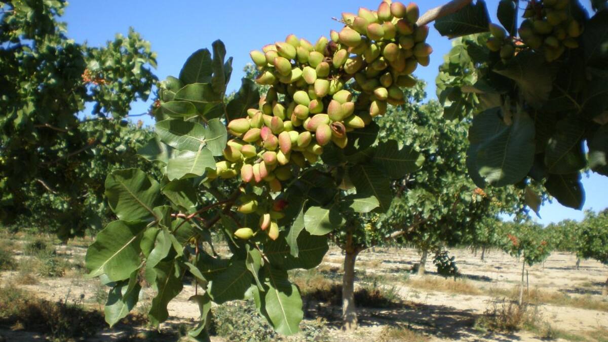 Un cultivo de futuro: el pistacho conquista la agricultura de Cuenca