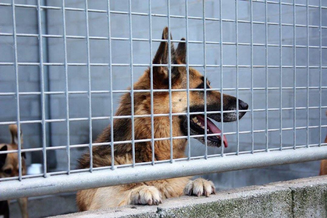 Uno de los animales al cuidado del refugio de animales