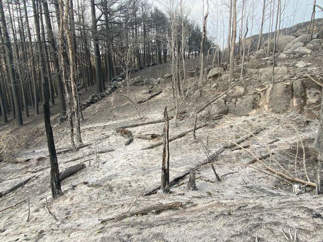 Una zona arbolada reducida a cenizas en Riofrío