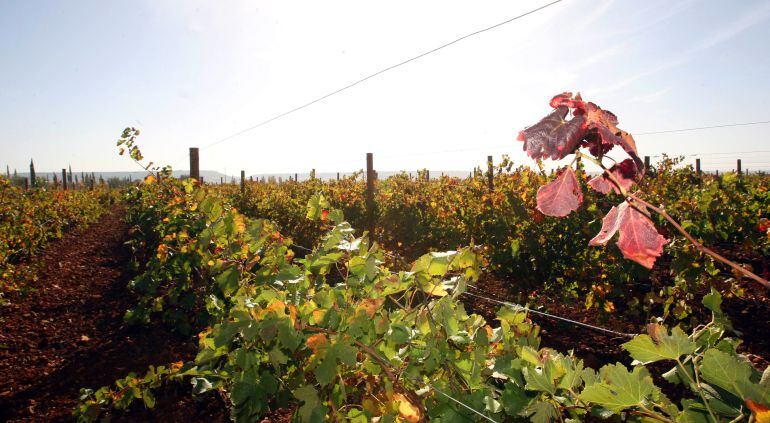 Viñedos en la provincia de Valladolid