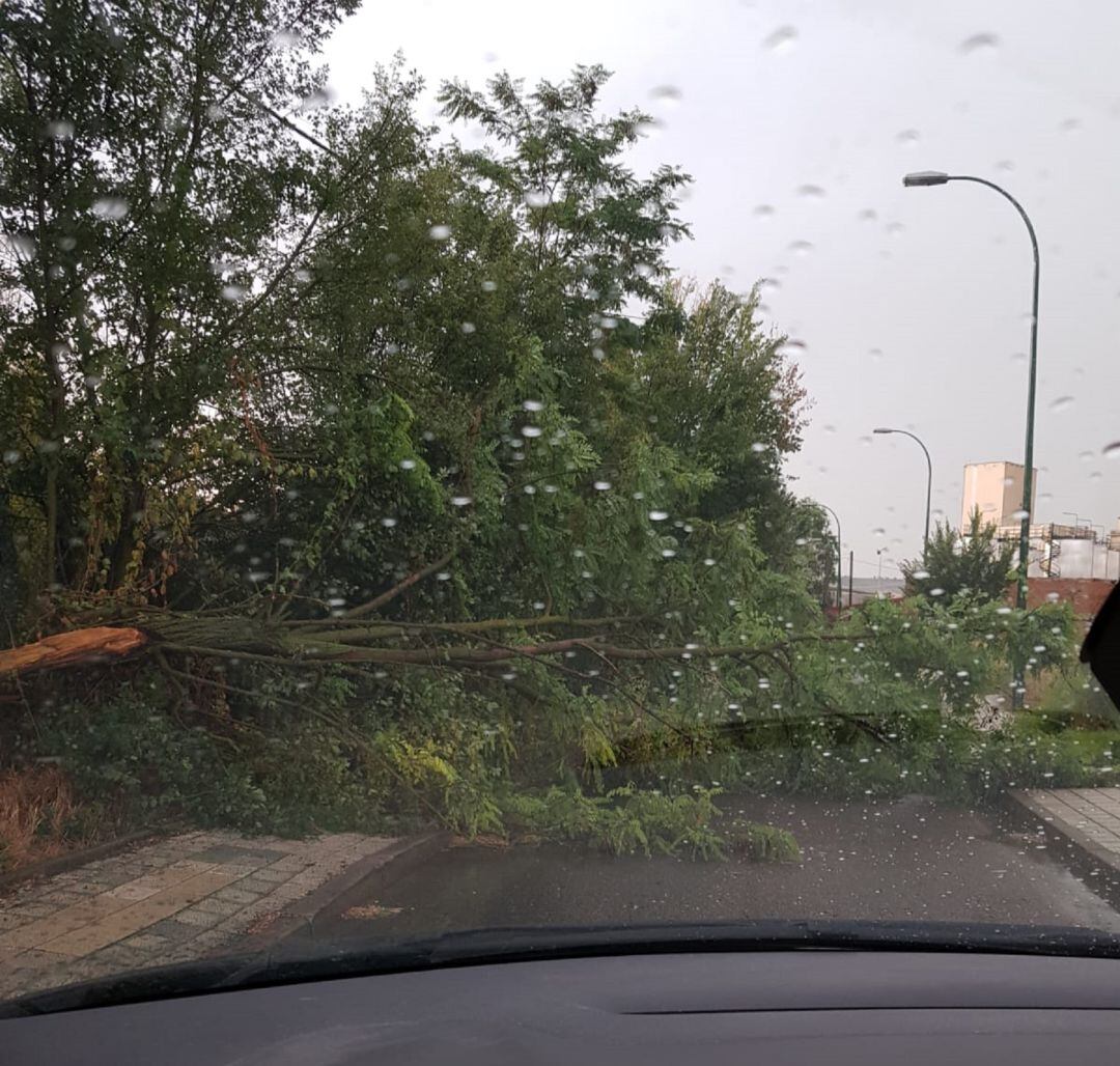 Árbol caído durante la tormenta