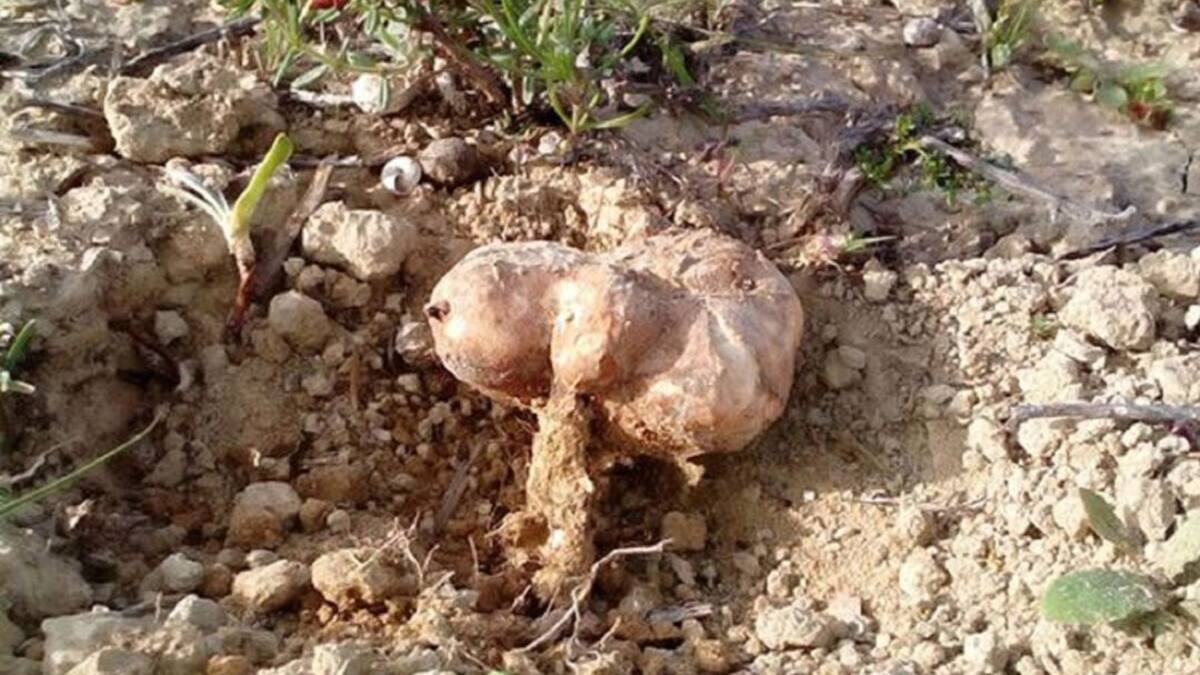 Asunción Morte (UMU): "La turma es un tesoro de la Región de Murcia, un recurso natural"