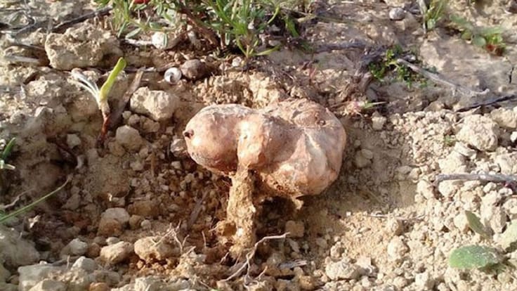 Asunción Morte (UMU): "La turma es un tesoro de la Región de Murcia, un recurso natural"