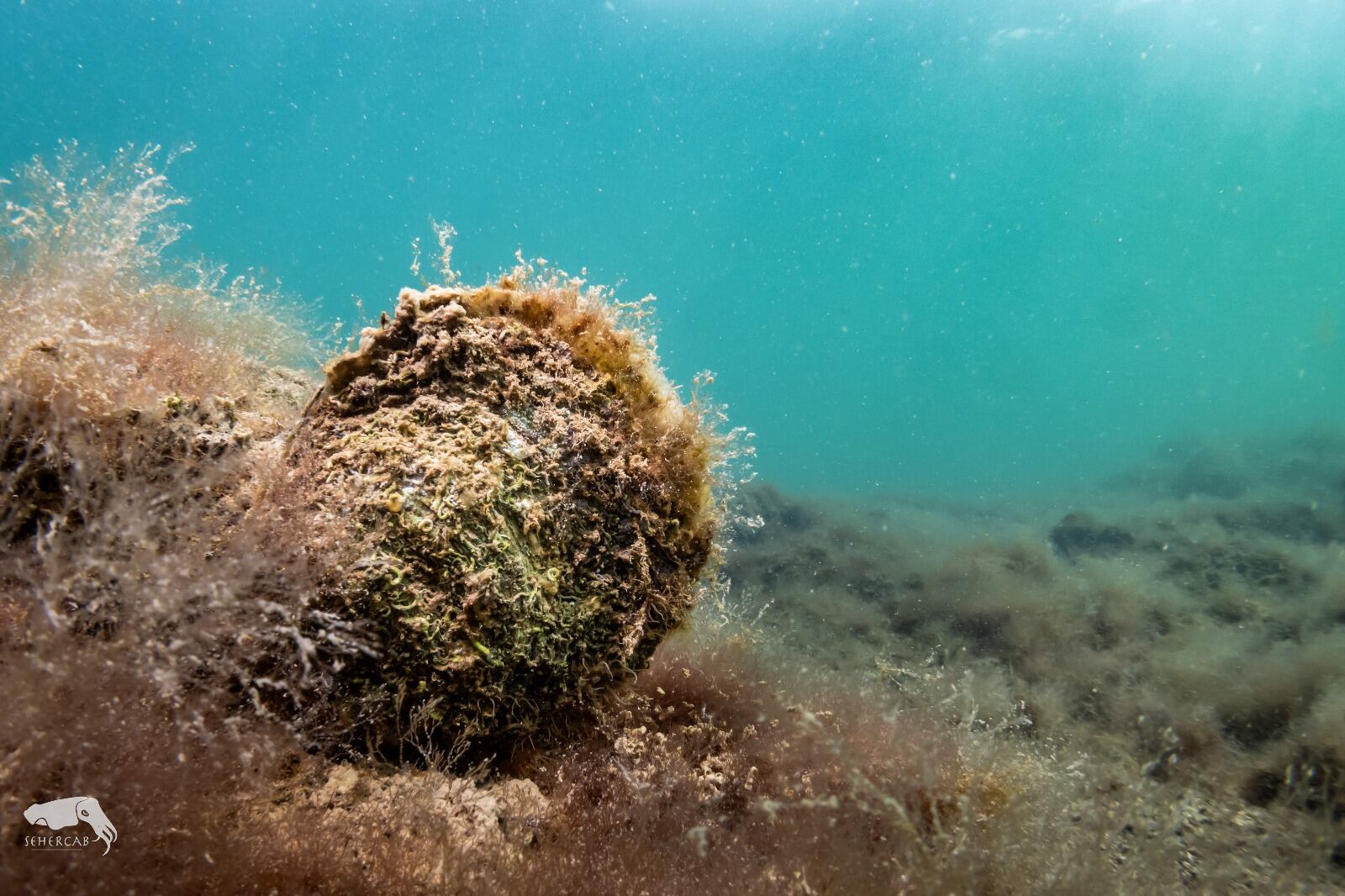 Vecinos del Mar Menor se convierten en jardineros de ostras para recuperar la laguna