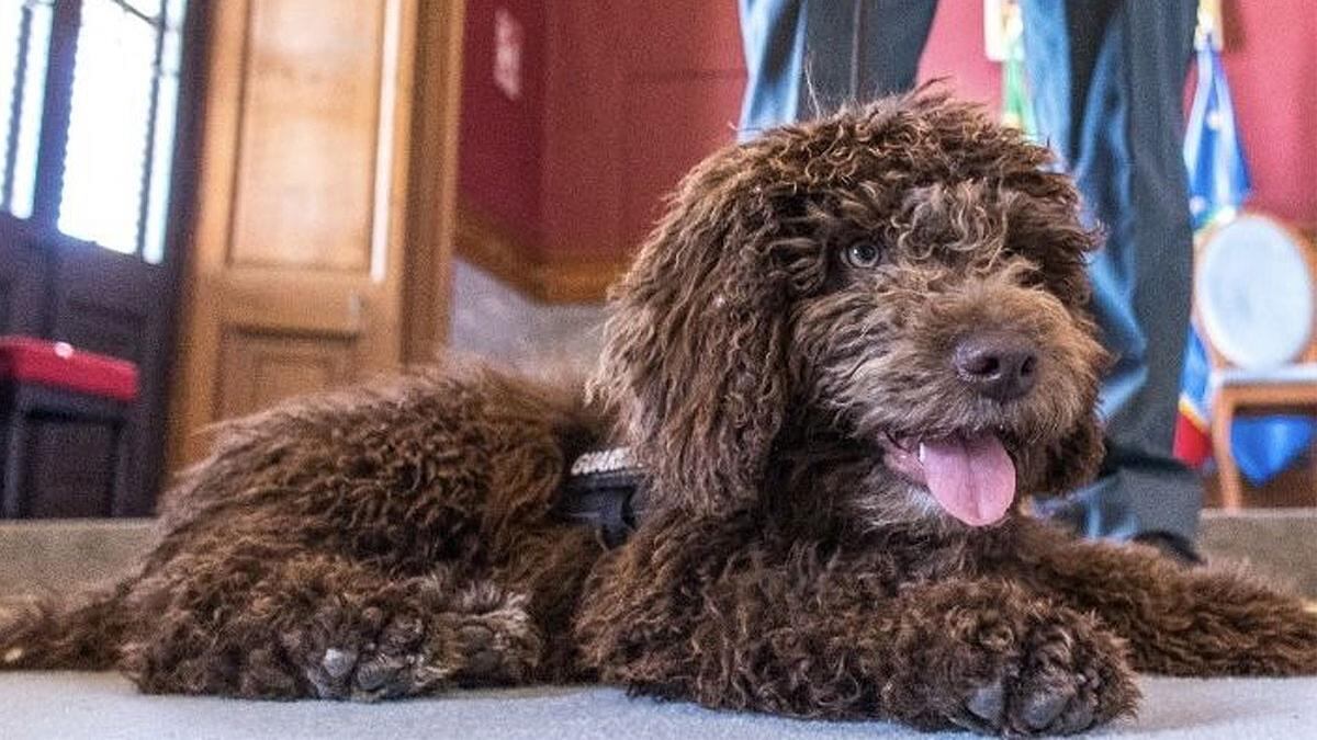 Enzo/Perro Agente de la Guardia Civil