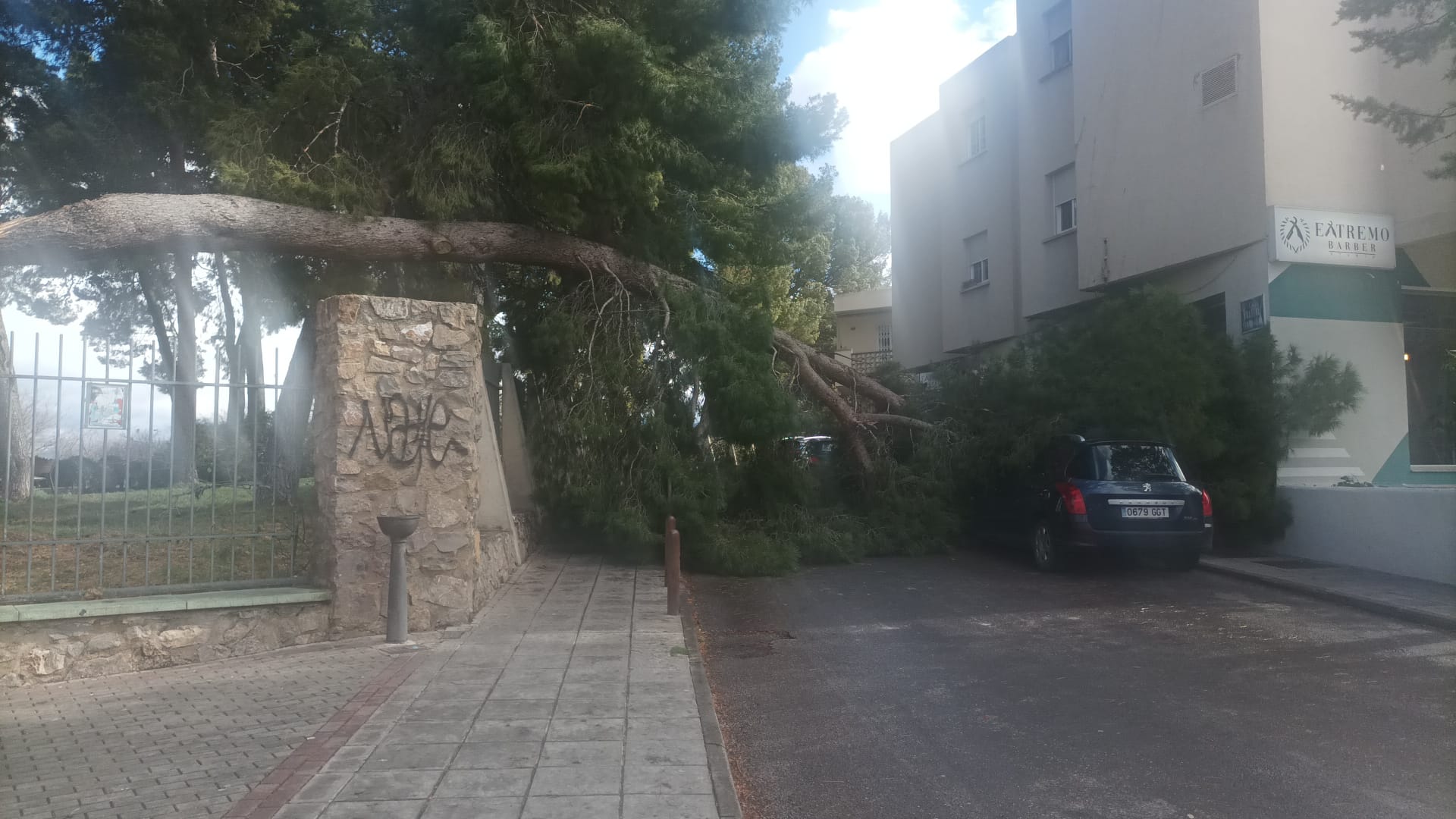 Árbol caído en el parque del Seminario de Jaén.