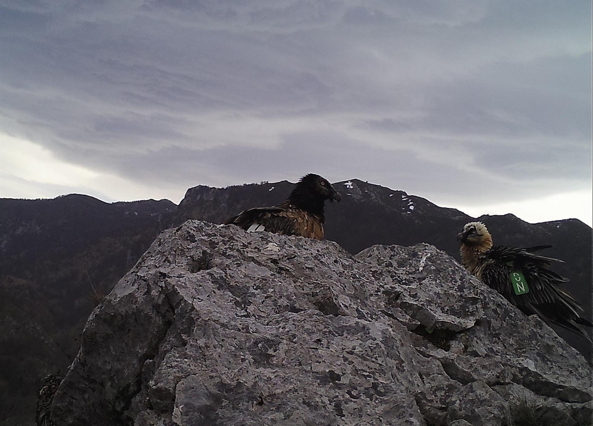 Quebrantahuesos en los Picos de Europa.