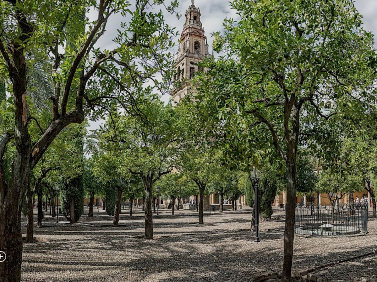 Las naranjas del Patio de los Naranjos se transforman en vinagre gourmet con sello cordobés