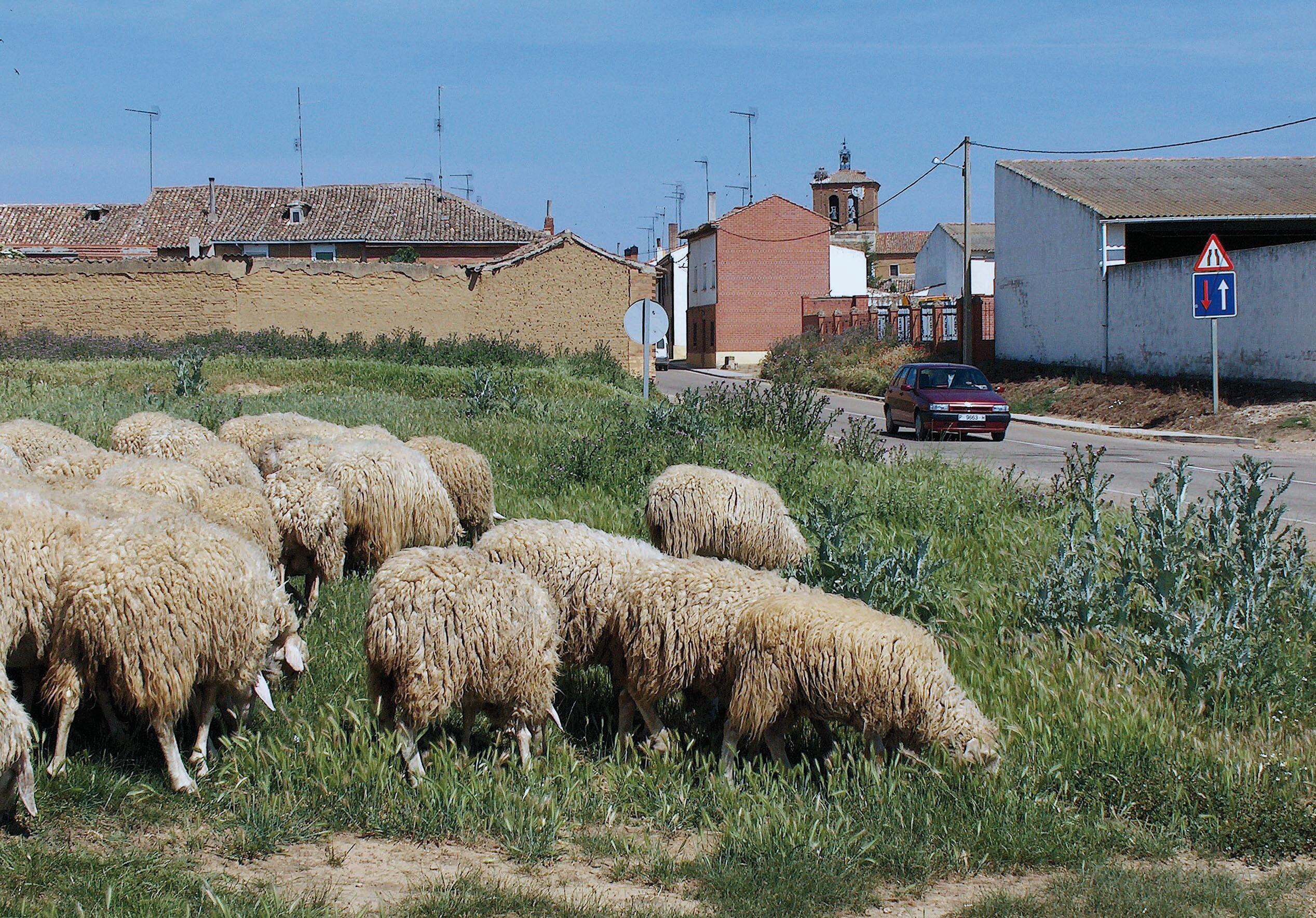 Ovejas en Revenga de Campos