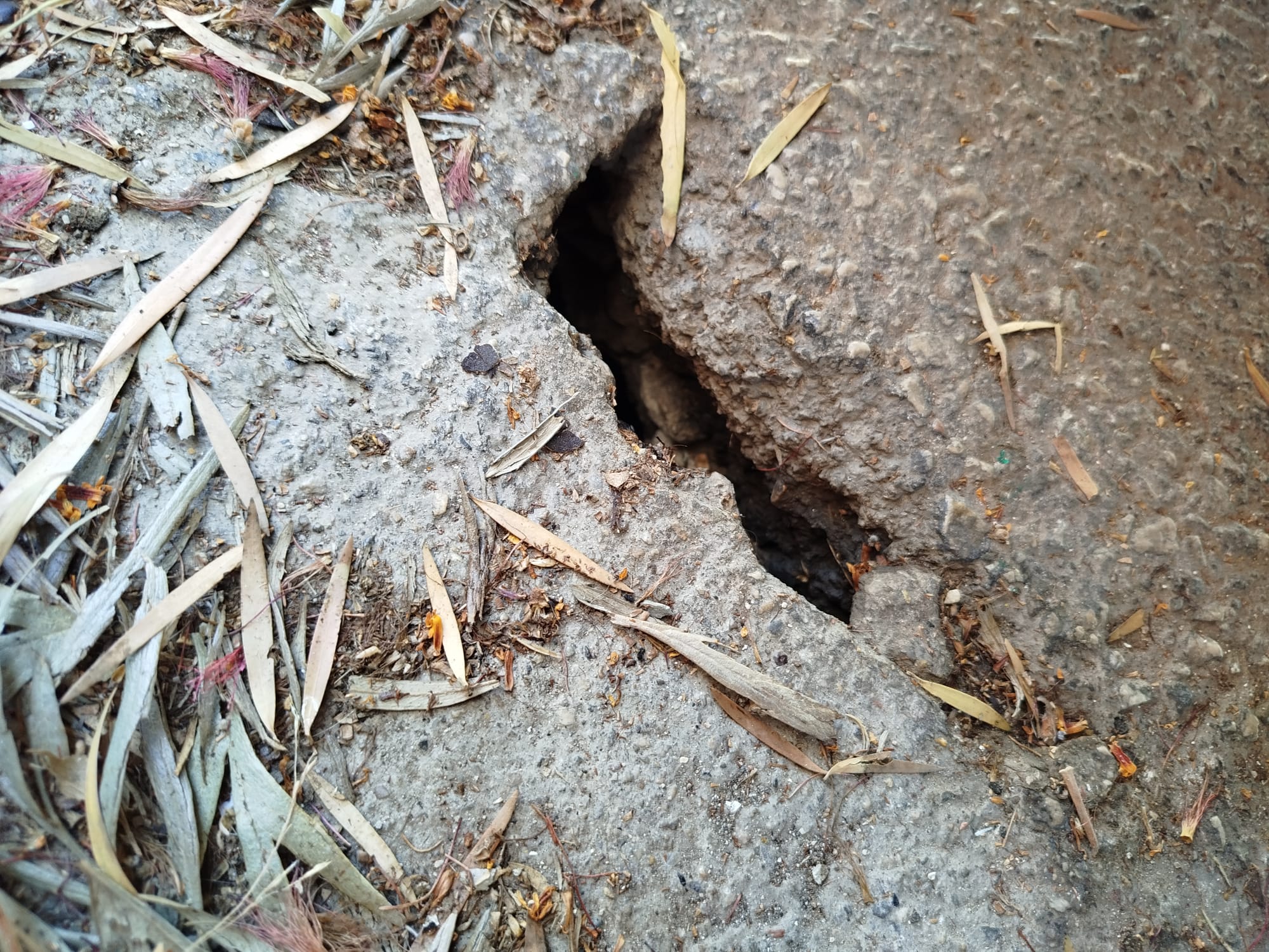 El Partido Cantonal denuncia que las ratas campan a sus anchas por el Barrio de la Conciliación