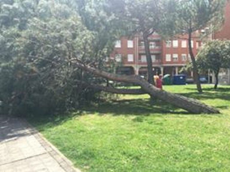Árbol caído en la calle Doctor Flemig de Palencia