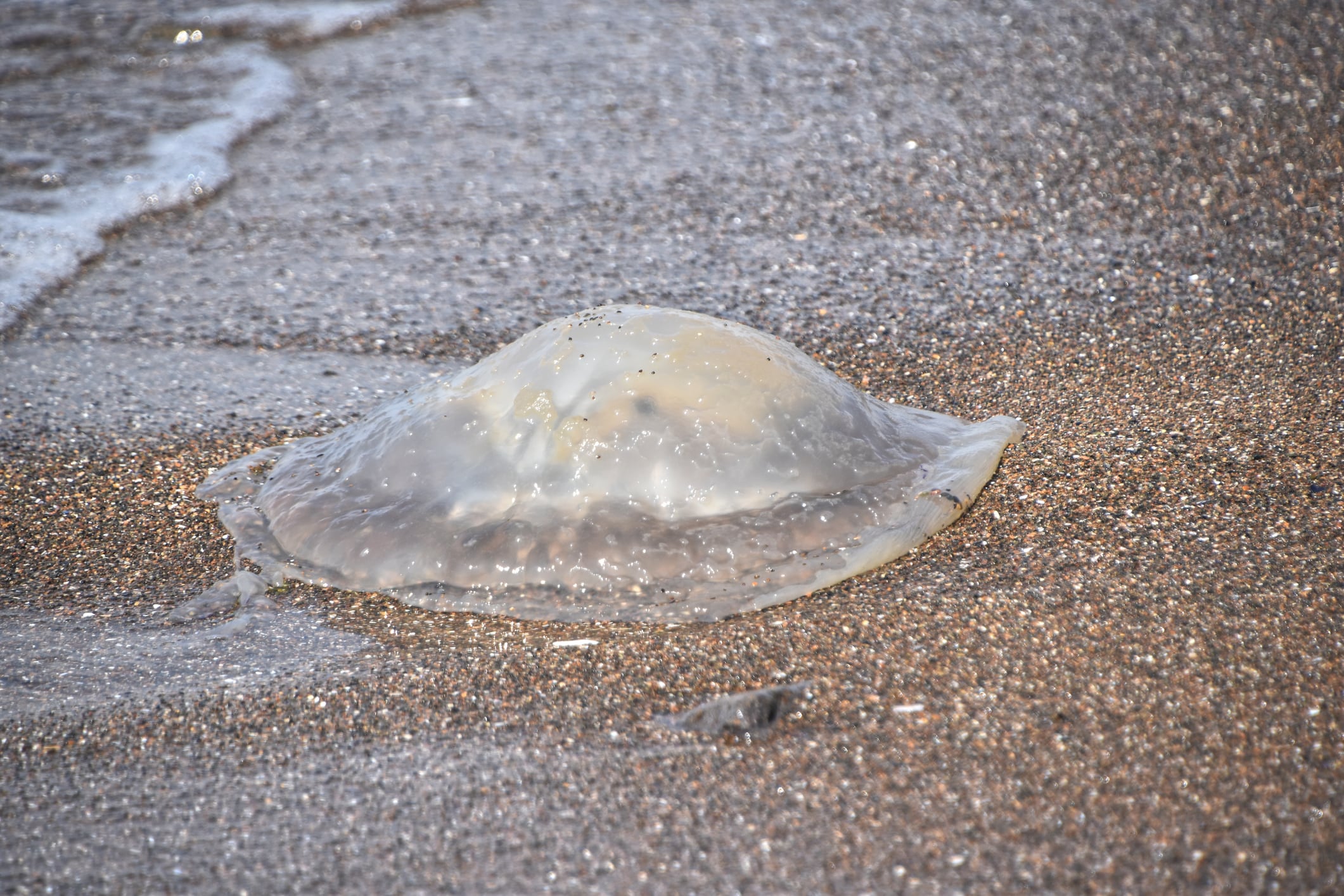 Left by the tide on the shore at Drigg beach on the Cumbrian coast, I captured this in close up it has good detail of the sand and the Jelly fish as the tide ebbs on the shore line.