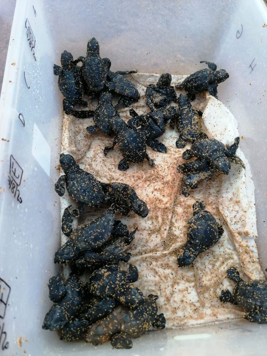 Cries rescatades a Cala Pilar.