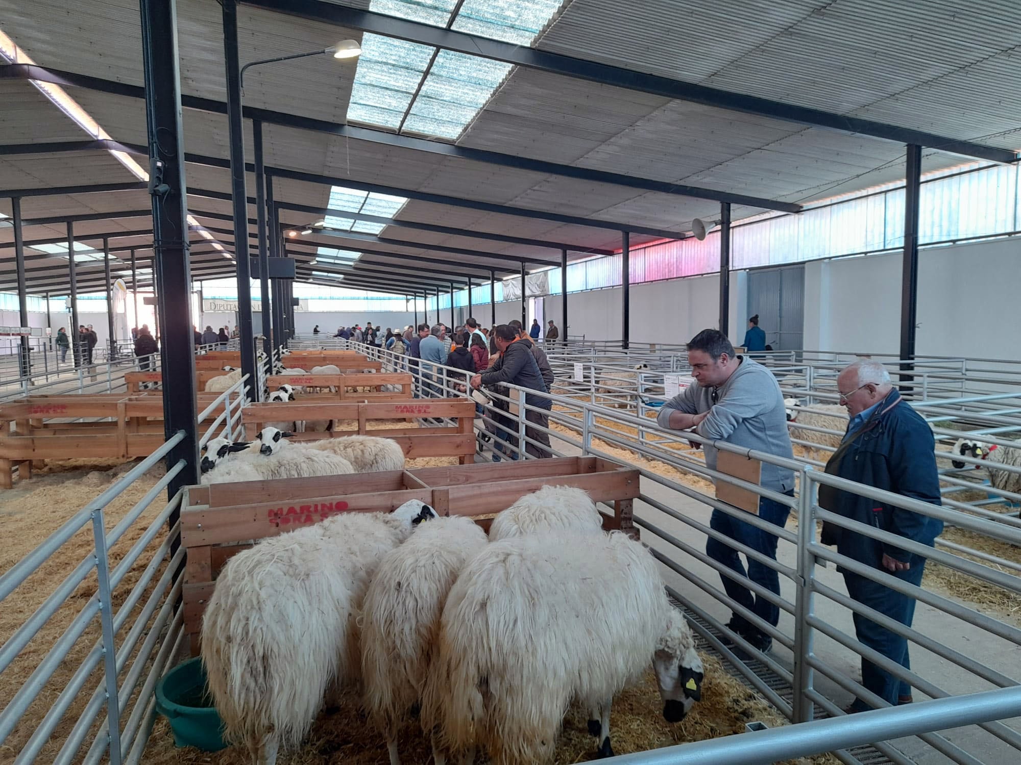 Concurso morfológico de Raza Churra en Palencia