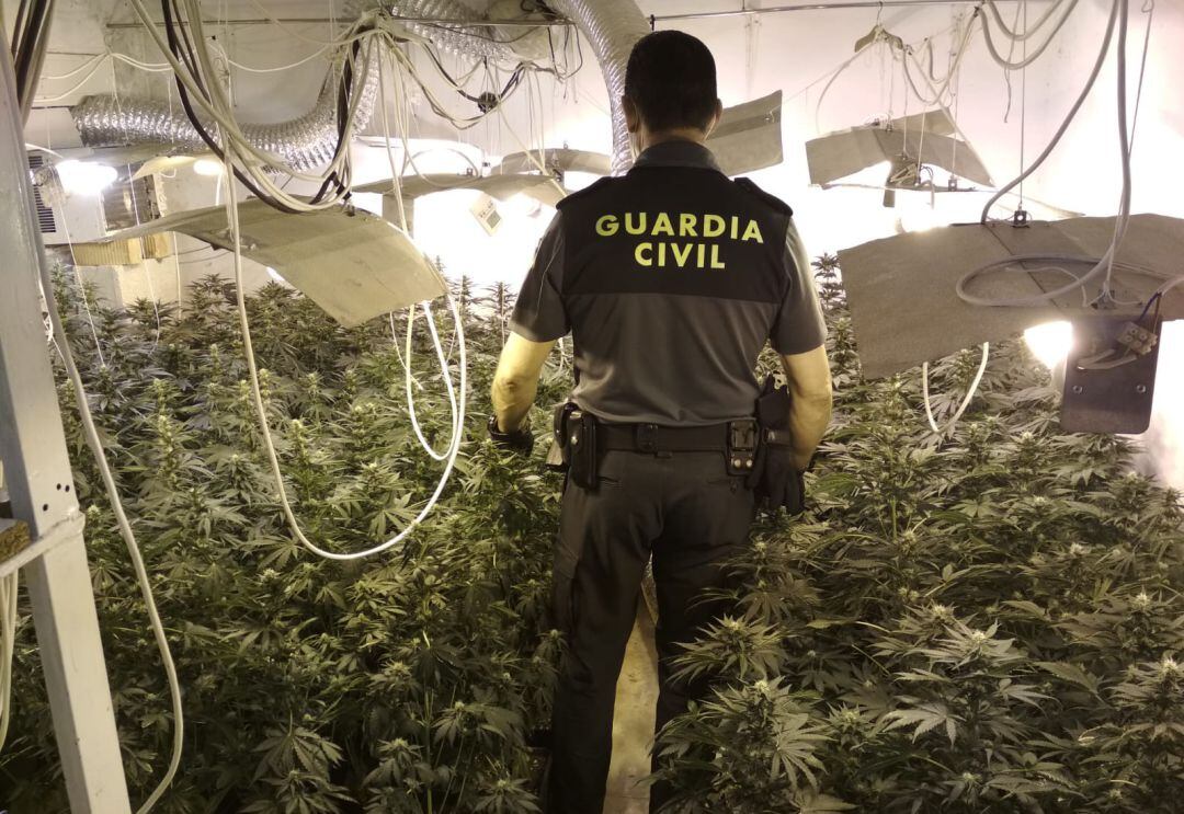 Un guardia civil inspecciona la plantación de marihuana hallada en Mengíbar.