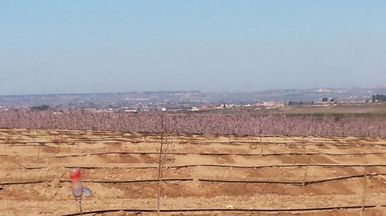 Nous arbres replantats al lloc on aquest cap setmana han robat els fruiters acabats de plantar a Sunyer. Imatge del 17 de febrer de 2016.
