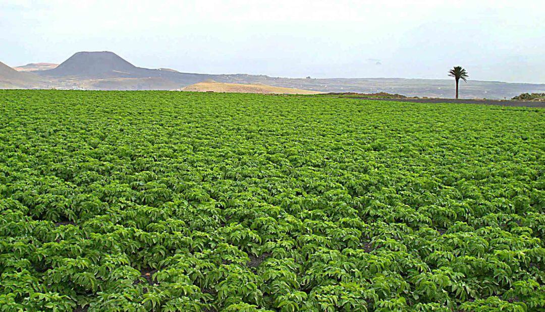 Cultivo de papas en Lanzarote.