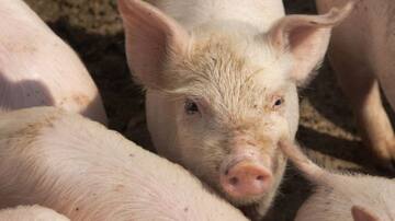 Científicos detectan en China una nueva gripe que podría convertirse en la nueva pandemia tras el COVID-19