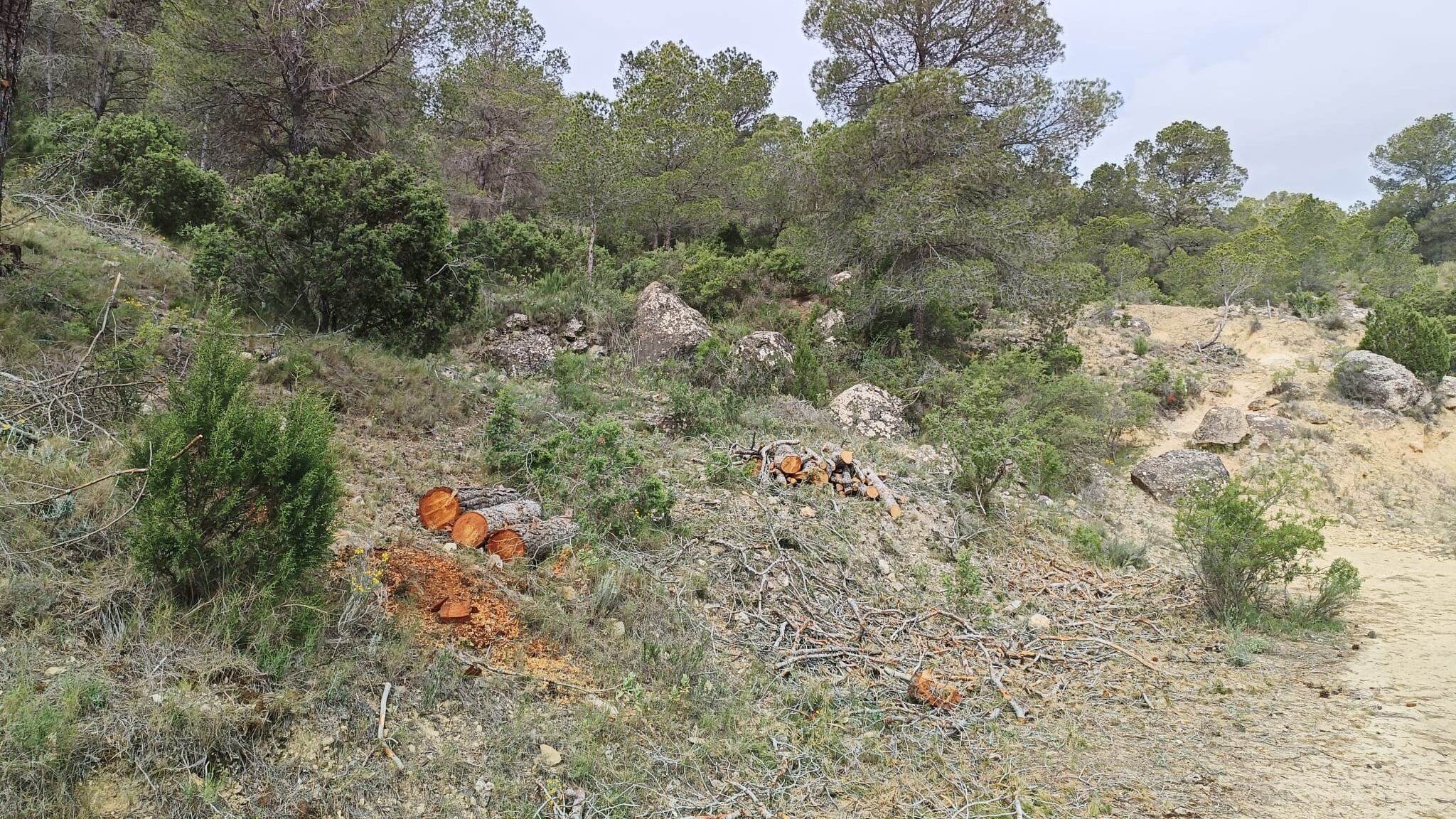 Monte Camara en Elda