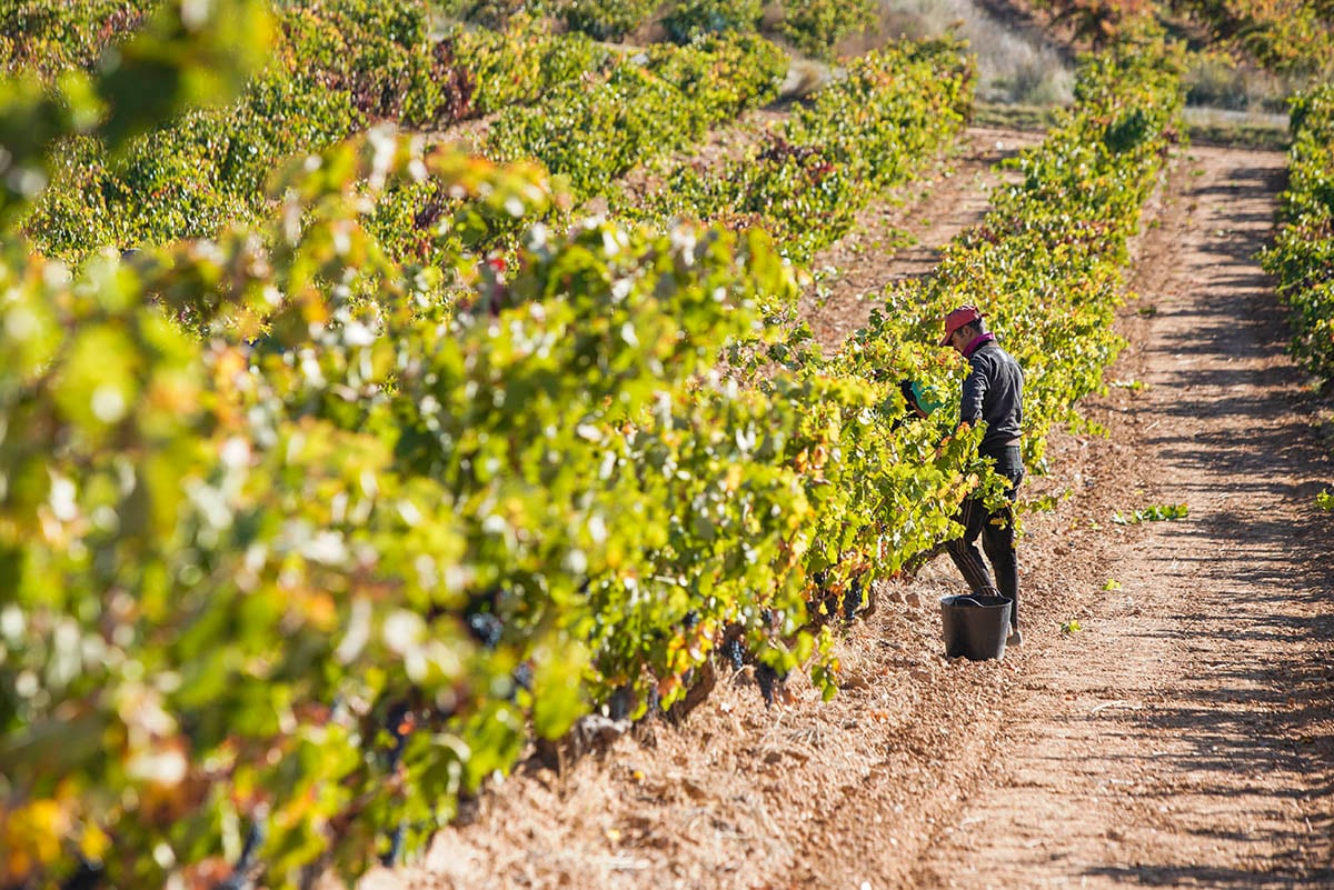 Viñedo de la Ribera del Duero