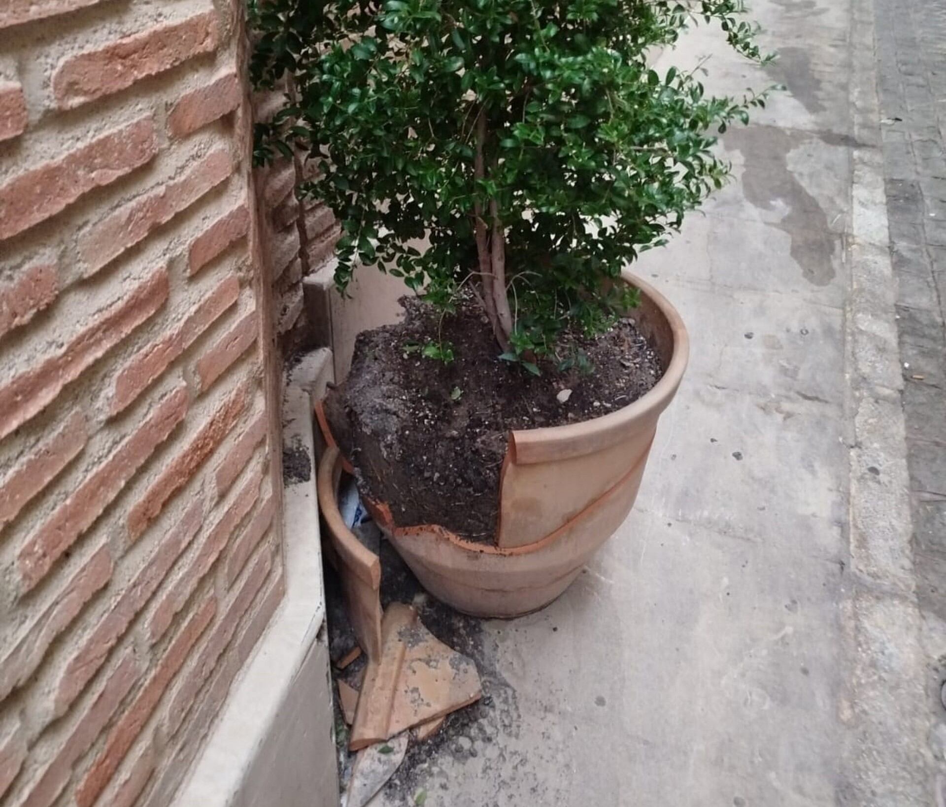 El Ayuntamiento denuncia el hurto de 600 plantas y daños por actos vandálicos en jardines y maceteros