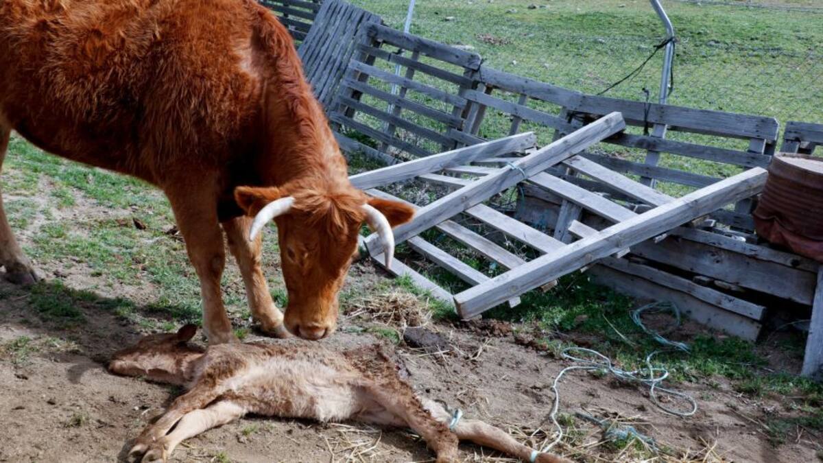 El gobierno estatal da la máxima protección al lobo; ganaderos en contra, ecologistas a favor
