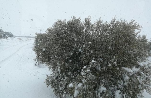 Imagen de olivos durante la nevada que también se dejó notar en Castilla La Mancha