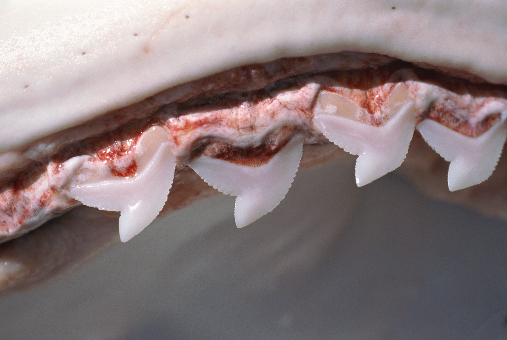 La dentadura d&#039;un tauró tigre.