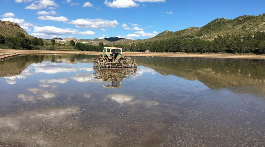 Uno de los arrozales de Calasparra