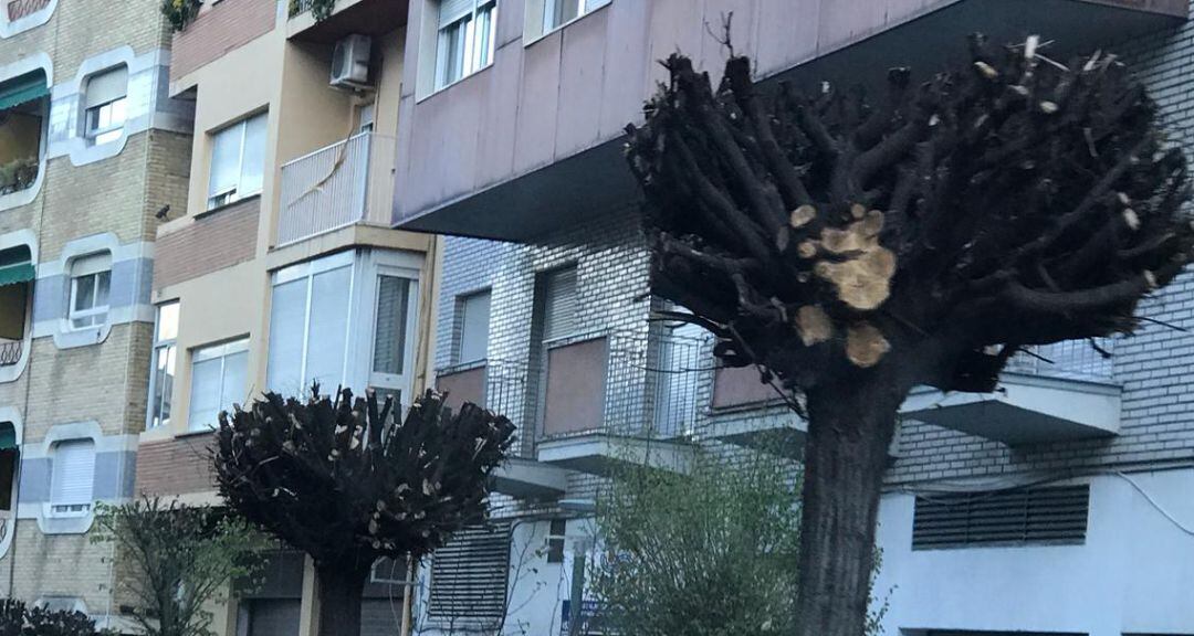 Poda realizada en 2018 en la calle Adarves Bajos de la capital.