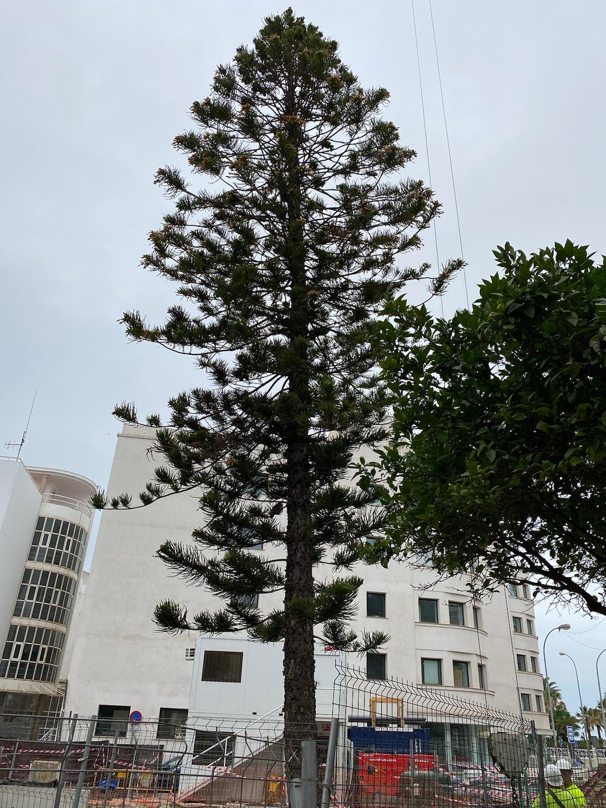 Araucaria del chalet de Abarzuza