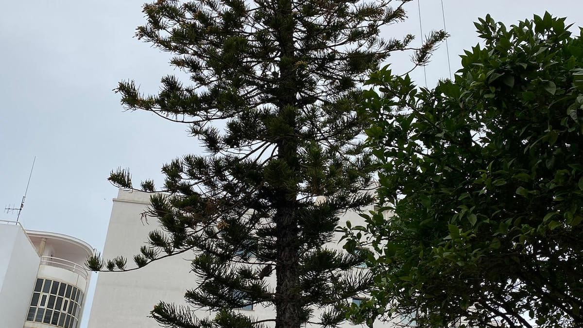 La gran araucaria del chalet de Abarzuza resiste con salud la obra de la nueva residencia de estudiantes.