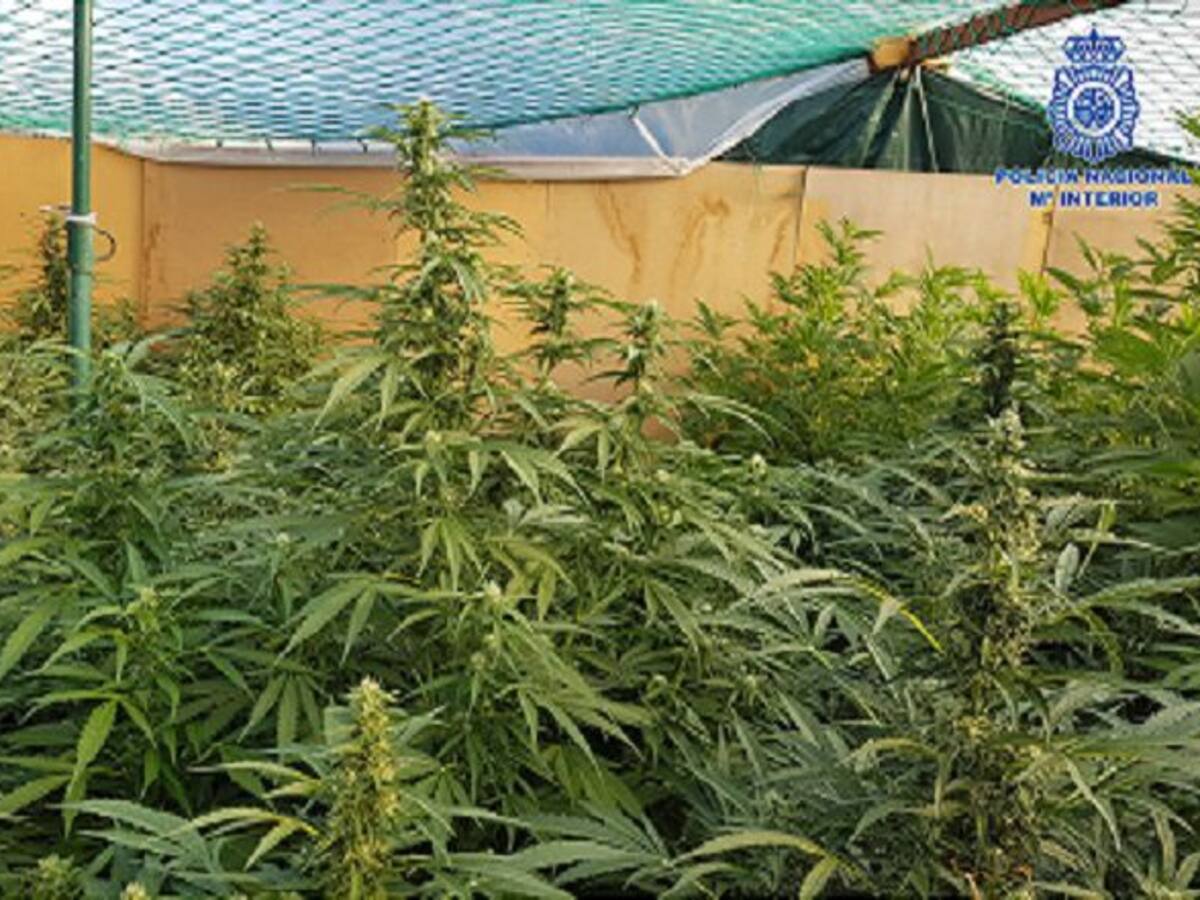 La Policía Nacional desmantela un centro de cultivo ilegal de Marihuana