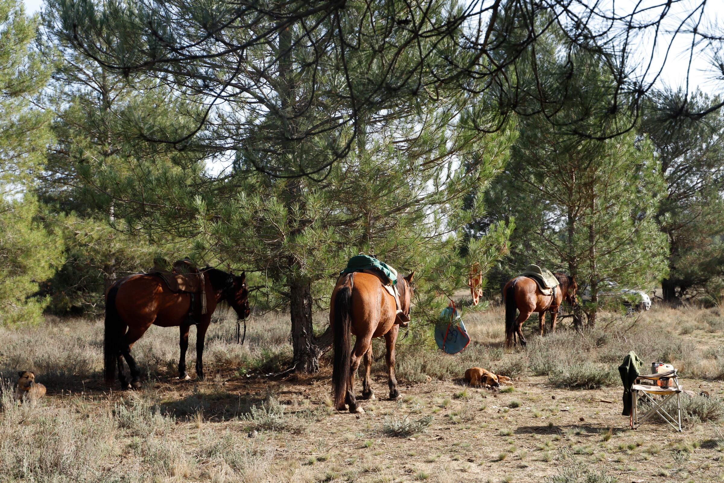 Cinco caballos para cuatro pastores, &quot;siempre hay que llevar alguno por si acaso&quot;, nos dice.