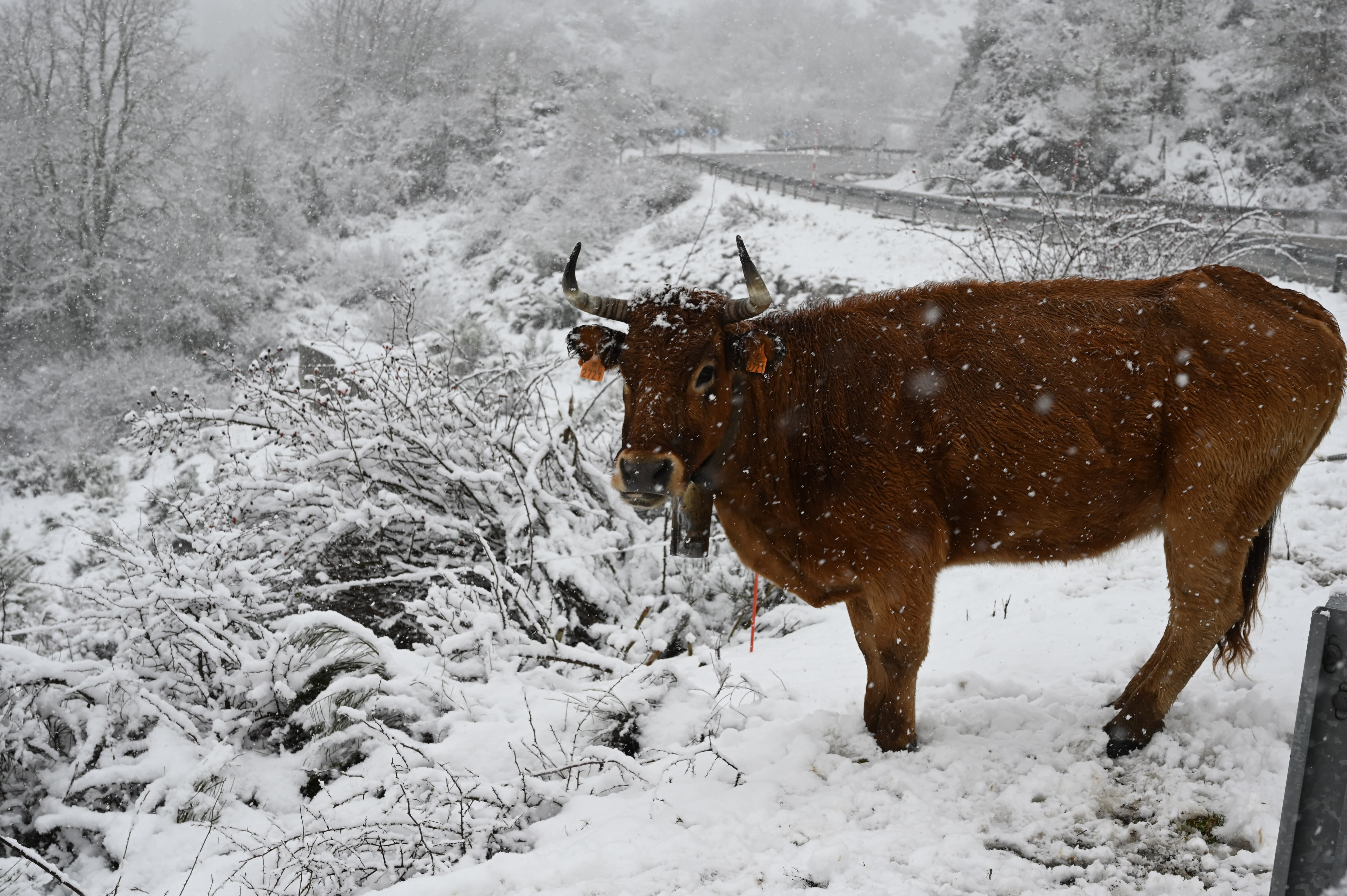 Una vaca pasta en un prado completamente cubierto de nieve en Riaño (León).